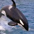 Amizade marinha? Golfinhos e orcas mostram cooperação inesperada