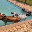 Quatro vacas caem em piscina de clube em Minas Gerais