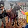 Cavalo em situação de maus-tratos é resgatado pela Secretaria de Meio Ambiente de Suzano
