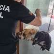 Polícia Civil intensifica fiscalização contra maus-tratos a animais em Osório