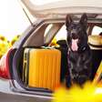 5 cuidados essenciais para viajar com os pets no verão