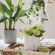 Planta com manchas nas folhas: pode ser praga?