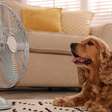 Hipertermia em pets: sinais de alerta e o que fazer