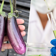 Sementes de berinjela contra o câncer: cientistas da Universidade de Granada demonstram seu efeito antitumoral