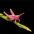 Entenda por que os gafanhotos cor de rosa são raros e vivem pouco