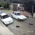 Áudios e vídeo levam homem a prisão e confirmam atropelamento intencional de 2 cães no RS