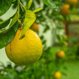 Esse é o truque para conseguir um novo limoeiro em menos de um mês