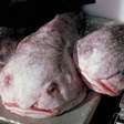 Blobfish: O Peixe-Bolha que desafia a gravidade e a beleza