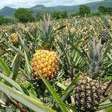 Terra de Areia colhe safra histórica de abacaxi no RS