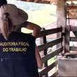 Paralisação de auditores trava operações às vésperas do Dia de Combate ao Trabalho Escravo