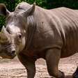 De quase extinto à esperança: a história do rinoceronte-de-Java