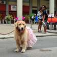 Carnaval e pets: sinais de que seu cão não deve ir aos blocos