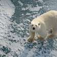 Por que alguns ursos polares estão 'mais gordos e saudáveis' apesar do derretimento do gelo marinho?