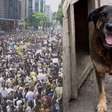 Morte do cão Orelha mobiliza manifestações no país: "Justiça"