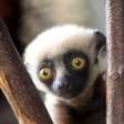 Nativos de Madagascar e populares no cinema, lêmures podem acabar