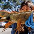 O fenômeno que explica por que iguanas estão despencando de árvores com onda de frio na Flórida