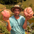 Seguindo tradição do avô e sem usar agrotóxicos, ele colheu batatas-doces gigantes