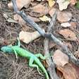 Por que iguanas estão caindo das árvores durante onda de frio na Flórida