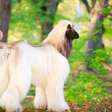 Afghan Hound: O cão elegante e desafiador de treinar