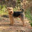 Welsh terrier: conheça as características dessa raça de cachorro
