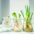 Pouca gente sabe, mas dá para plantar cebolinha só na água e ter verdura fresca o ano todo