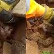 Filhote de gato é resgatado dos escombros onde família morreu soterrada após deslizamento em MG