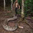 Cobra gigante da Indonésia entra para o livro dos recordes