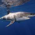 Tubarões-brancos mudam formato de dentes à medida que crescem e envelhecem