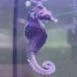 Pra quem não viu: Cavalo-marinho raro foi 'pescado' por engano