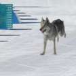 Olimpíada de Inverno: Cachorro invade pista, confunde sensor e altera resultado do Brasil