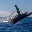Baleia-jubarte: 7 curiosidades sobre a gigante do oceano