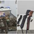 Brigada Militar apreende armas e resgata 12 aves silvestres mantidas ilegalmente em Santo Antônio da Patrulha