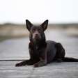 Kelpie australiano: conheça as características dessa raça de cachorro