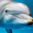 Golfinhos: 10 fatos surpreendentes sobre esses animais inteligentes