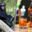 Nem eles resistem: pesquisa aponta que chimpanzés selvagens bebem o equivalente a quase duas doses de álcool por dia
