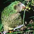 Kakapo: ave mais rara do mundo, com apenas 200 indivíduos, celebra primeiro nascimento em quatro anos