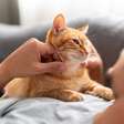 Gatos: O que o ronronar e o miado dizem sobre seu pet?