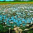 Descubra o papel dos patos nas lavouras de arroz do Vietnã e das Filipinas