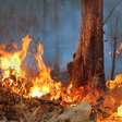 Saiba por que fogueiras sem vigilância são a principal causa de incêndios florestais