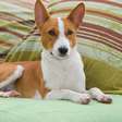 Basenji: o cachorro que não late e é inteligentíssimo
