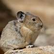 Pika: 7 curiosidades sobre esse pequeno mamífero