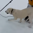 Cachorro é resgatado vivo após ficar nove dias preso em montanha coberta por neve
