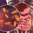 Bactérias que emagrecem: como o intestino pode influenciar na perda de peso