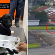 Cachorra foge para pista de descolagem e voos no Aeroporto de Congonhas ficam suspensos por 9 minutos