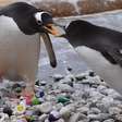 Pinguins usam pedrinhas pintadas por crianças hospitalizadas para cortejar seus parceiros