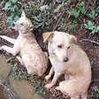 Cães abandonados em rodovia gaúcha são resgatados pela PRF