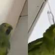 Mulher é presa por maus-tratos a animais após vídeo com papagaio viralizar nas redes