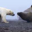 'Batalha de Titãs': o momento em que urso polar ataca grupo de morsas