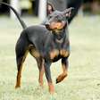 Manchester terrier: conheça as características do cachorro dessa raça
