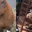 Capivara agredida no Rio teve traumatismo craniano, edemas e sangramentos, diz veterinário